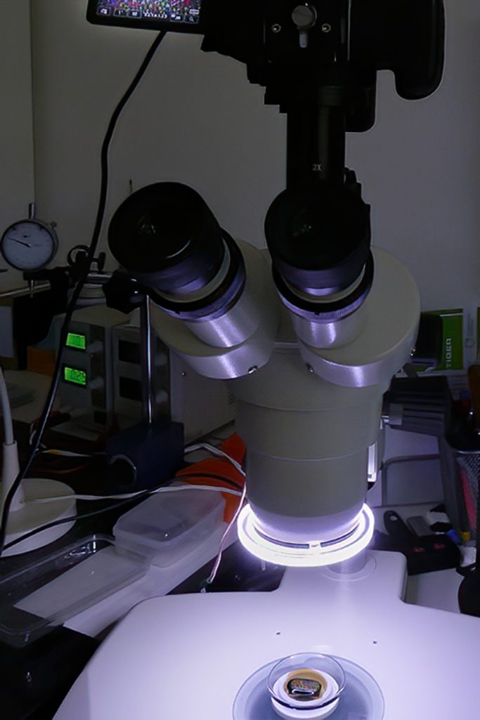 Ferrofluid in einer Petrischale unter dem Stereo-Mikroskop