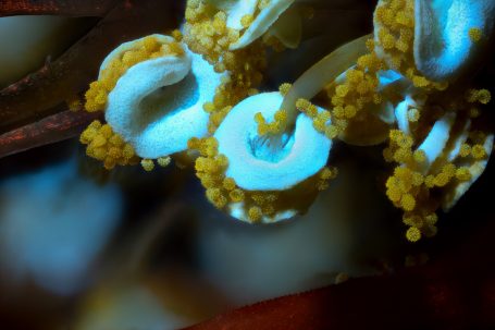 Makroaufnahme von Hibiskus-Pollen, UV-Licht, Bildbreite = 5 mm