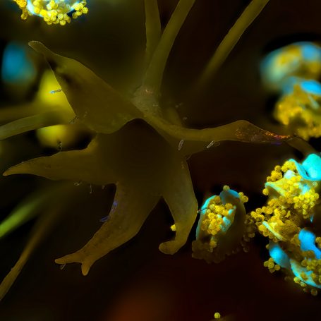 Makroaufnahme von Hibiskus-Pollen, Makroaufnahme, UV-Licht, Bildbreite = 6 mm